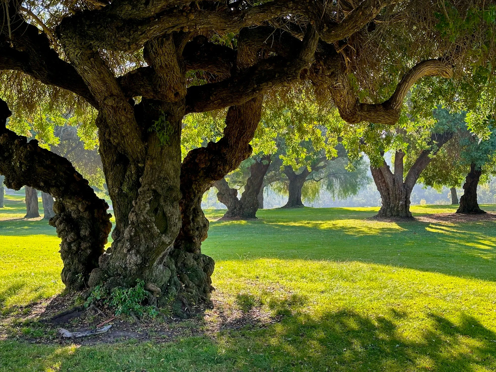 Sunlight under the canopy of old live oak trees